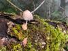 Xinkang hike 新康橫斷線 IMG_7345-fungus