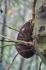 burnt jackfruit on the tree