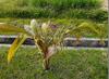 Formosa palm, Taiwan sugar palm 山棕 (shān zōng) Arenga engleri in the family Arecaceae