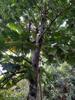 Breadfruit 麵包樹 (miàn bāo shù) Artocarpus altilis in the mulberry and jackfruit family (Moraceae)