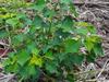 next photo: Chinese tallow, Chinese tallow tree, Florida aspen 烏桕 (wūjiù) Triadica sebifera, native to eastern China and Taiwan