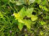 stinking passionflower, wild maracuja, bush passion fruit 毛西番蓮 (máo xī fān lián) Passiflora foetida - perennial creeping vine