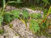 next photo: Rice Paper-plant 通脫木 (tōng tuō mù) Tetrapanax papyrifer -  evergreen shrub endemic to Taiwan