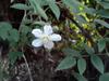 blackberry species 虎婆刺 (hǔ pó cì), 薄瓣懸鉤子(báo bàn xuán gōu zi) Rubus croceacanthus - deciduous shrub in the rose family