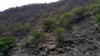 young trees holding up fractured schist