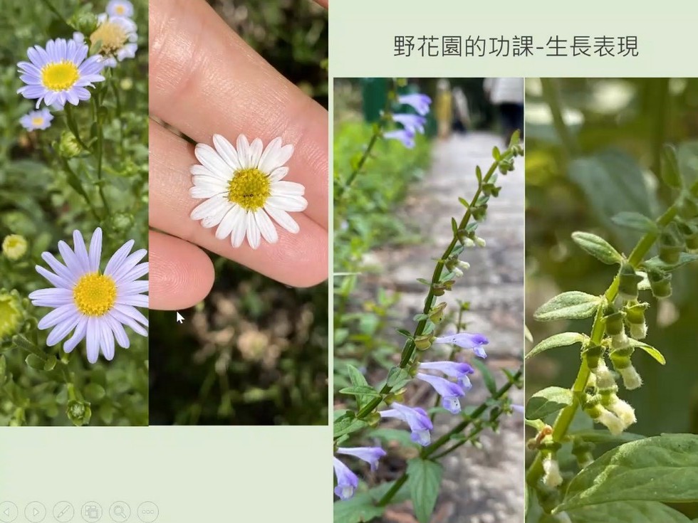 Plant Ark Program 國家植物園方舟計畫 fangzhou-10-19