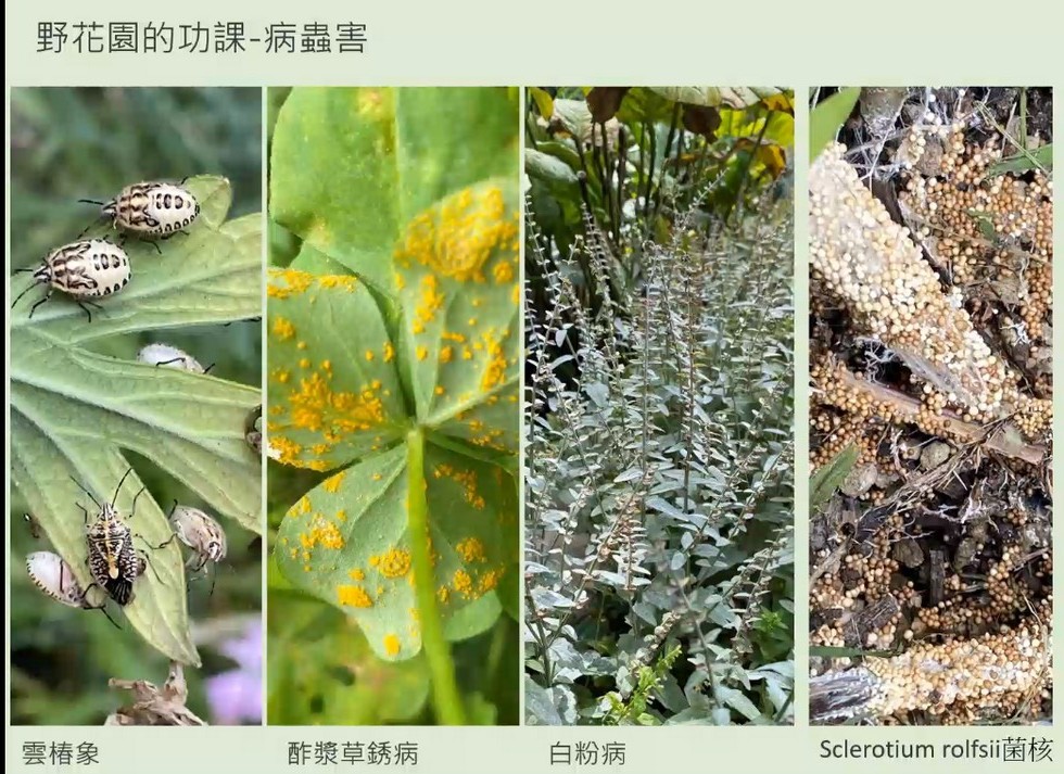 Plant Ark Program 國家植物園方舟計畫 fangzhou-10-21