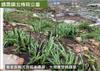 Plant Ark Program 國家植物園方舟計畫 fangzhou-2-12