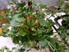 Bouquet of celery from neighbor's plot