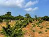 vegetation, land form and soil surface