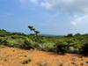 vegetation, land form and soil surface