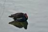 next photo: Common moorhen 紅冠水雞 (hóng guān shuǐ jī) Gallinula chloropus