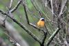 Daurian Redstart 黃尾鴝 (huáng wěi qú) Phoenicurus auroreus