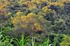 next photo: acacia in setting sun