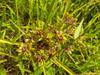 sedge? flowering