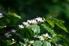 flowering coffee