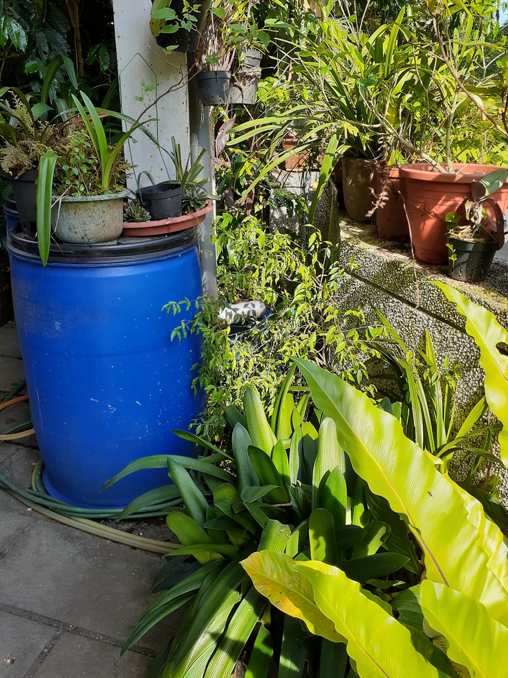 Home rain water collection system overflow_from_3rd_floor_collection_to_pond