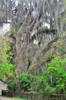 next photo: spanish moss covered live oak