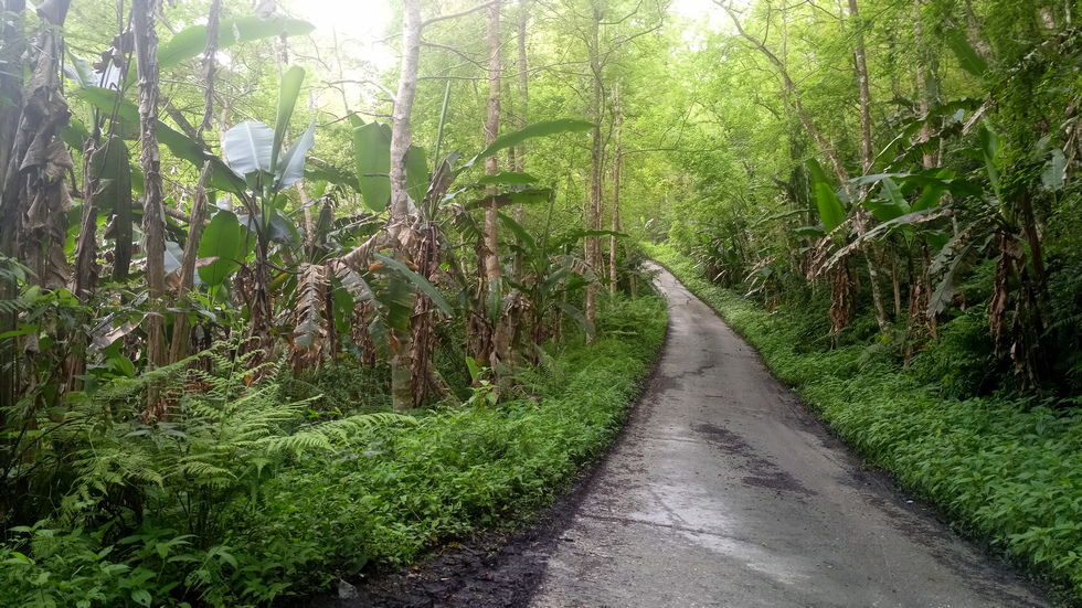 Yuli Forest Roads 玉里林道 IMG_20220228_073904_6