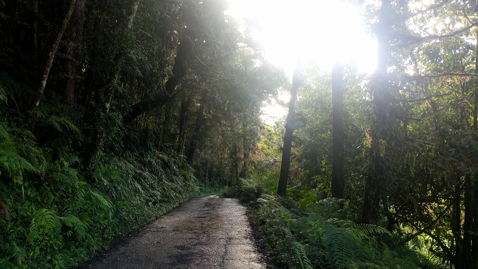 Yuli Forest Roads 玉里林道 IMG_20220228_080658_1