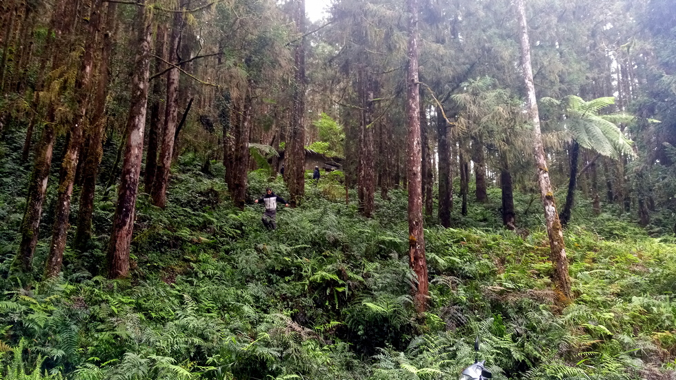 Yuli Forest Roads 玉里林道 IMG_20220228_100800_0