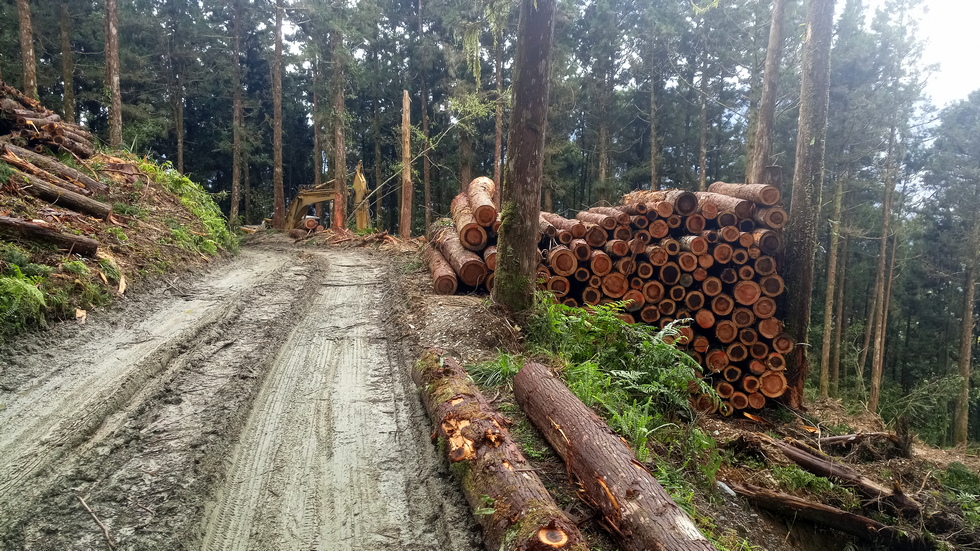 Yuli Forest Roads 玉里林道 IMG_20220228_101919_7