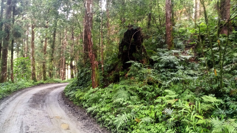 Yuli Forest Roads 玉里林道 IMG_20220228_102030_5