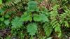 next photo: Nettles 咬人貓 (yǎo rén māo) Urtica thunbergiana