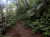 Red River Gorge trail