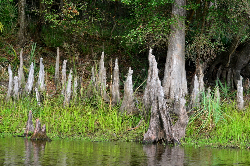 Florida DSC_4326