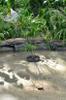 next photo: papyrus planted in pond to clear up water