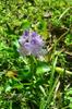 water hyacinth