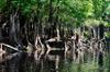 next photo: cypress knees