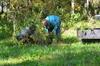 mulching the blueberries