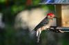 Red bellied woodpecker (Melanerpes carolinus)