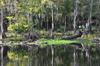 cypress knees