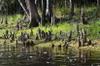 cypress knees