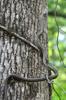 Snake in tree