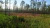 next photo: Longleaf Flatwoods Reserve