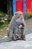 Formosan rock macaque 台灣獼猴 (tái wān mí hóu) Macaca cyclopis and offspring