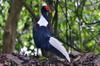 next photo: Swinhoe's pheasant 藍腹鷴 (lán fù xián) Lophura swinhoii