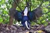 next photo: Swinhoe's pheasant 藍腹鷴 (lán fù xián) Lophura swinhoii