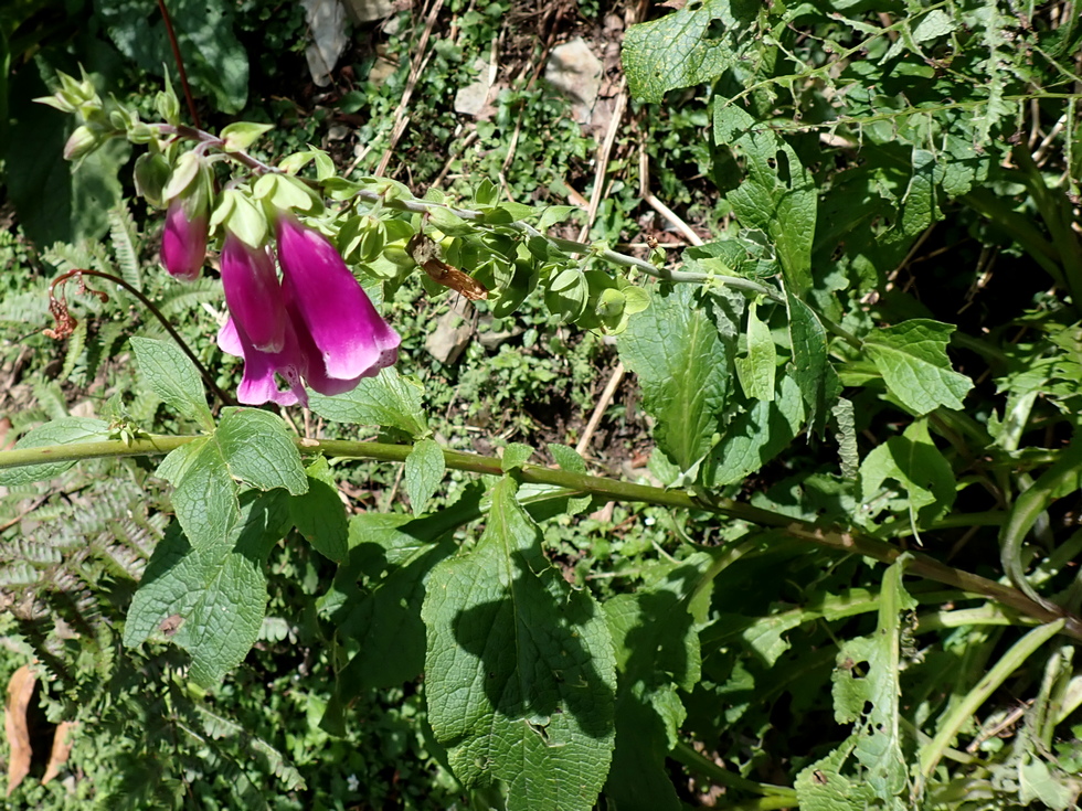 Badaxiu P6300121