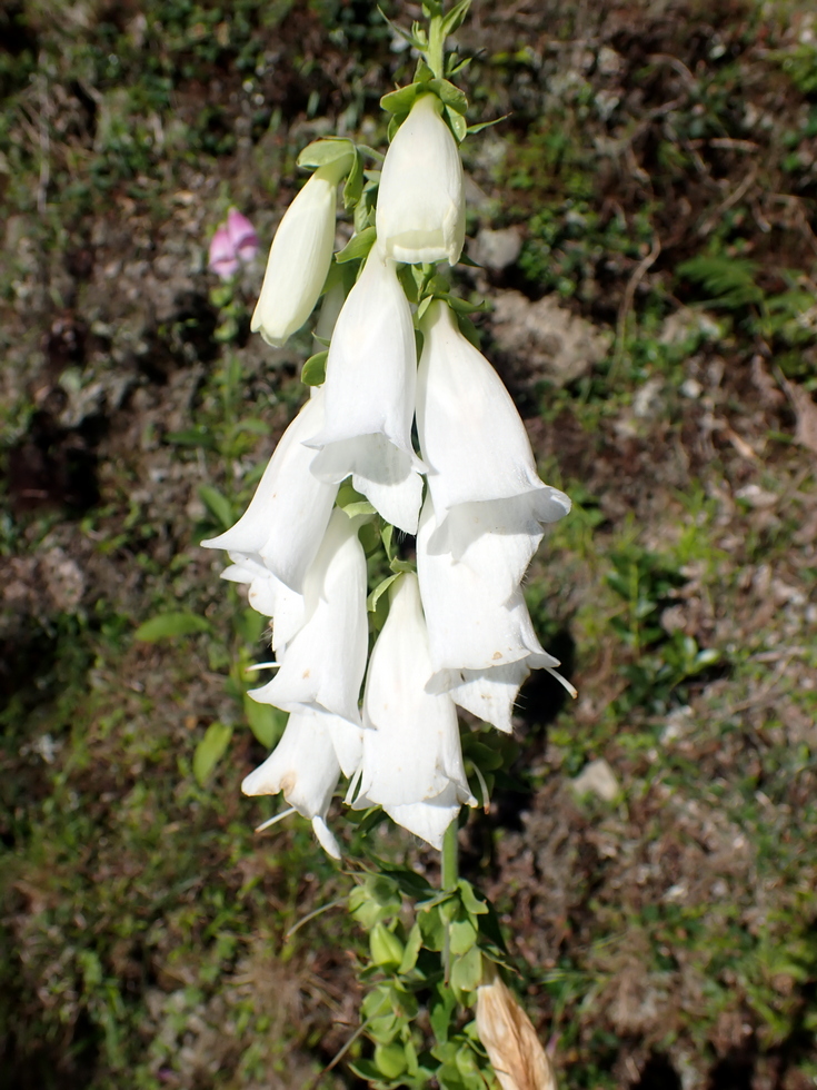 Badaxiu P6300138