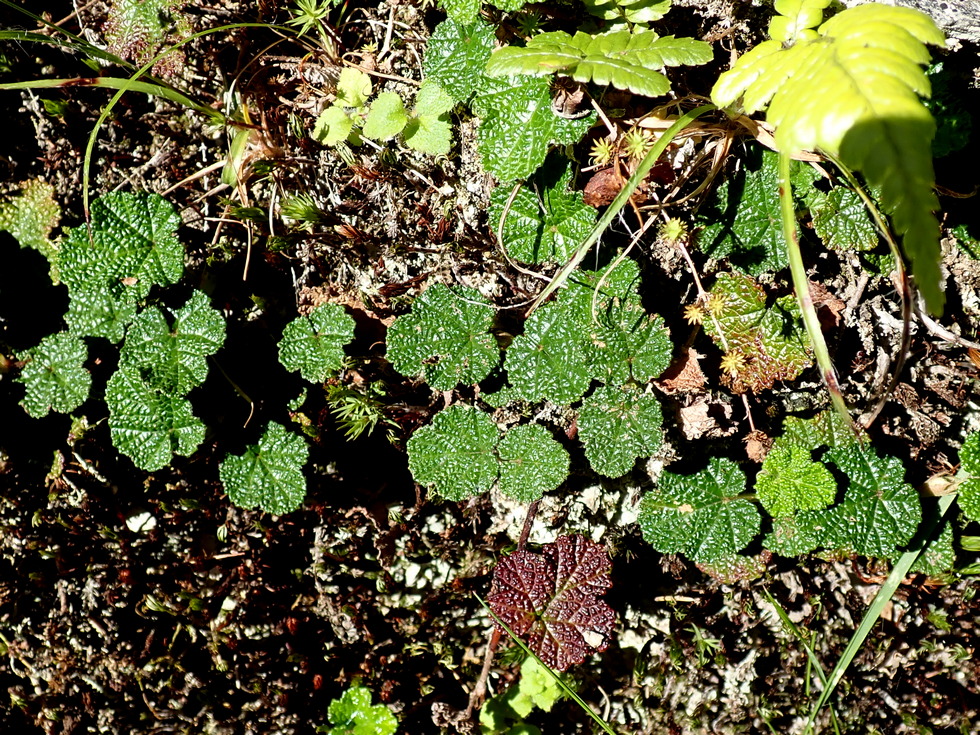 Badaxiu P6300140