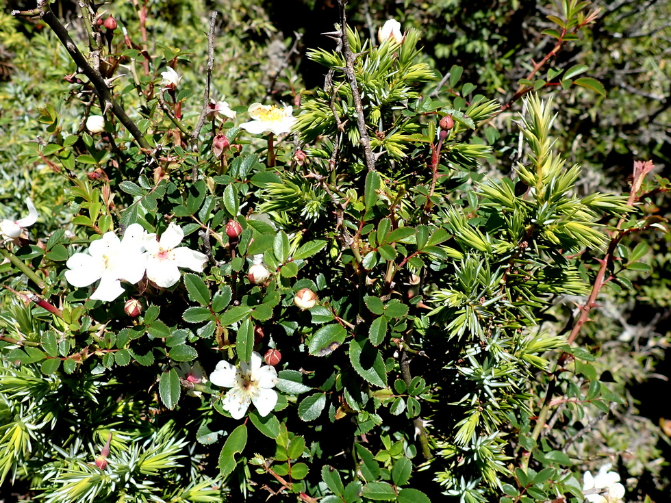 Badaxiu P7010202