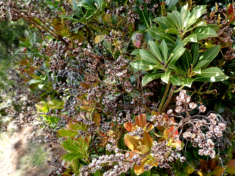 Badaxiu P7010226