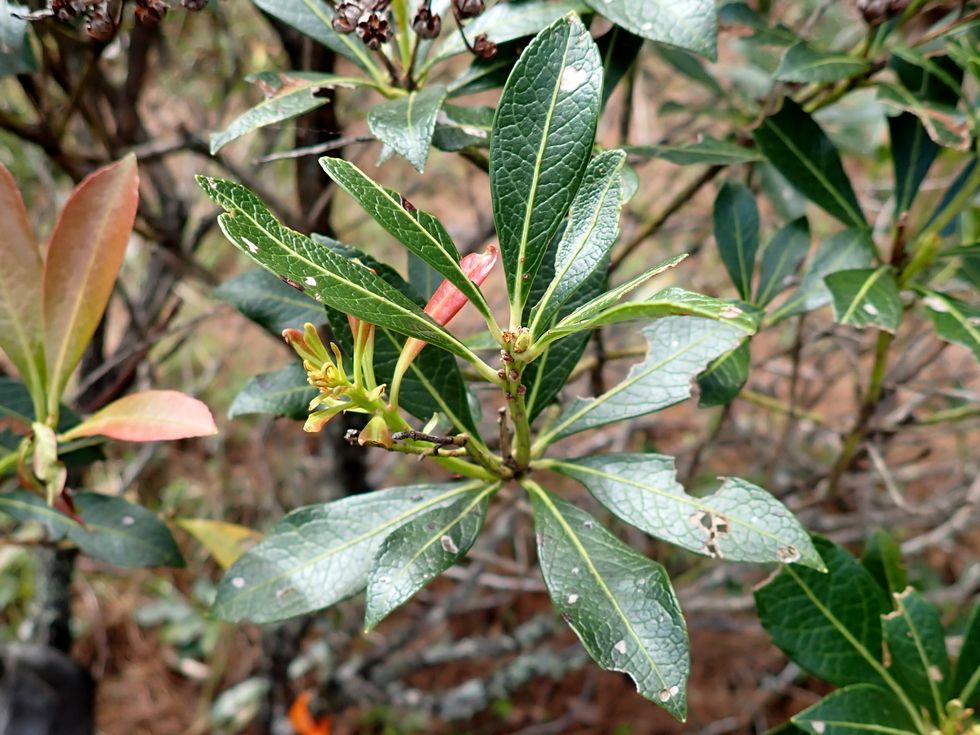 Badaxiu P7010233