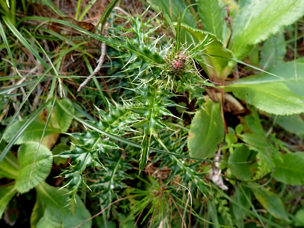Badaxiu P7010243
