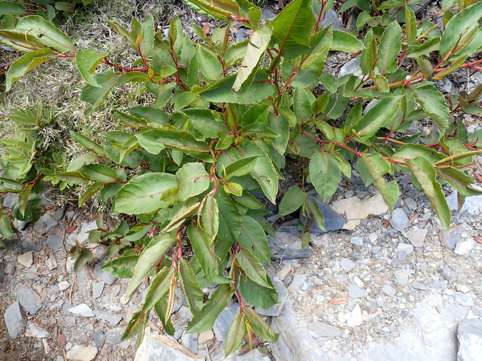 Badaxiu P7020352